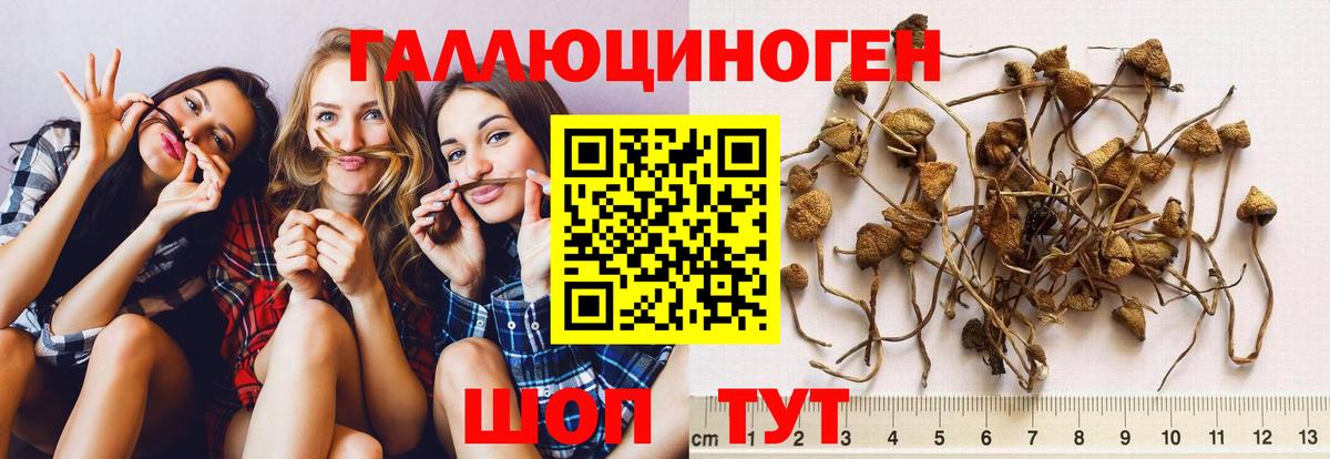 Галлюциногенные грибы мицелий  Вход с VPN  Галлюциногенные грибы Psilocybe  Апшеронск 